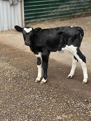 на откорм: Продаю | Музоо, торпок | Для молока | Искусственник — 2