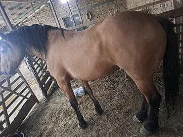 продажа лошадей в россии: Продаю | Жеребец | Рабочий — 3