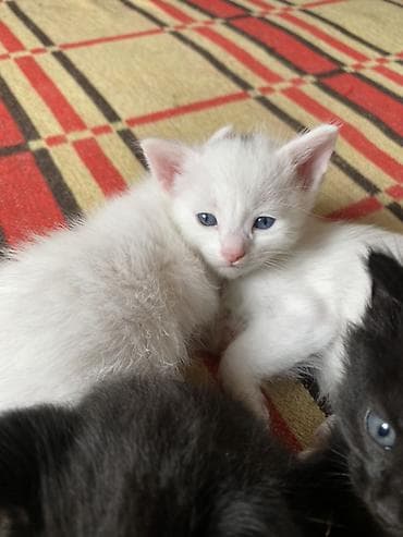 Котята Даром! Срочно срочно! Каракол — 3