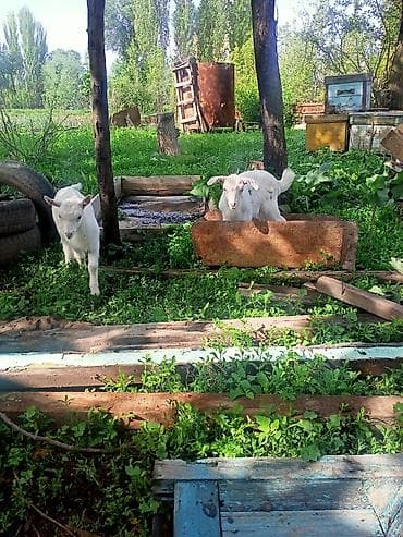 шиншилла купити: Продаю | Козлёнок | Полукровка | Для молока — 2