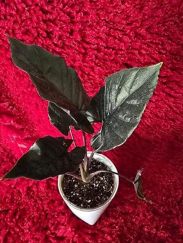 большой фикус: Ароидное комнатное растение Alocasia (вариететная форма) — 8