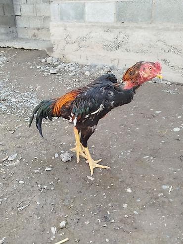 кошки купить бишкек: Дакан жожо короз сатылат активный алмашу жолдору бар адрес Заря — 1