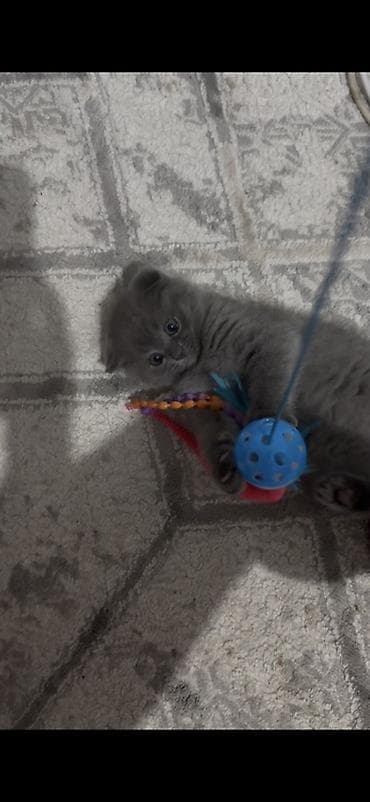 купить собаку доберман в бишкеке: Шотландский вислоухий котёнок (Scottish Fold), окрас — сплошной — 3