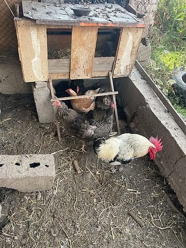 продам курей: Продаю | Куры | Домашняя | Для разведения — 1
