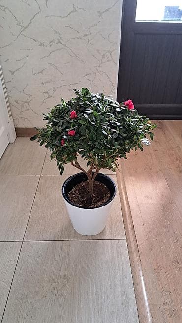 цветы азалия: Продаётся Азалия — 3