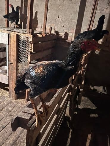 продаю индоутки: Продаю | Куры | Бойцовая | Для разведения — 2