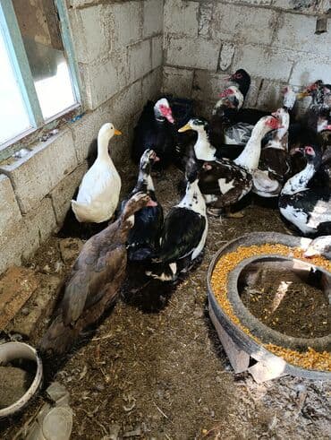 дом попугая: Селезни большие — 7