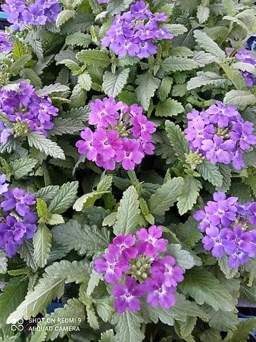 рассада цветов: Рассада цветущих однолетников в кассетах - Бархатцы (Tagetes) — 6