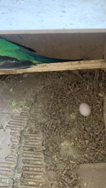 купить инкубационное яйцо несушек: Готовы к продаже волнистые попугаи домашнего выводка с гнезда возраст — 9