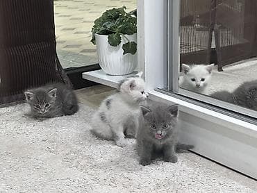 ангорка кошка: Кошка даром: Беспородная, 2 месяца, Девочка, Приучена к лотку — 1