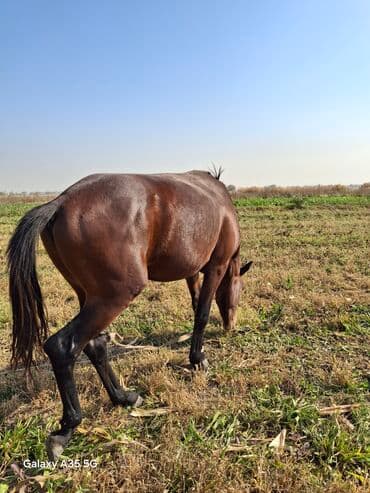 продажа щенков немецкой овчарки с документами в бишкеке: Продаю | Кобыла (самка) | Рабочий — 5
