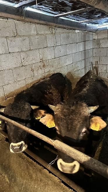 парода дакан: Продаю | Бык (самец) | На откорм | Привязанные — 6