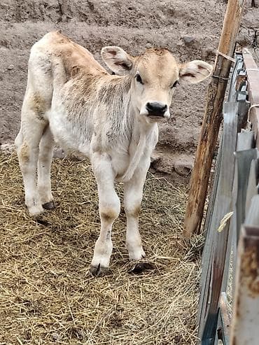 ветеринар вызов дом в бишкеке: Продаю | Бык (самец) | Полукровка | На откорм | Привязанные — 5