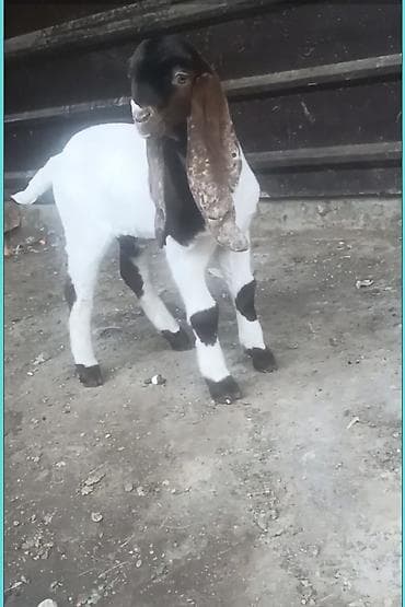 козла: Продаю | Козлёнок | Камори — 2