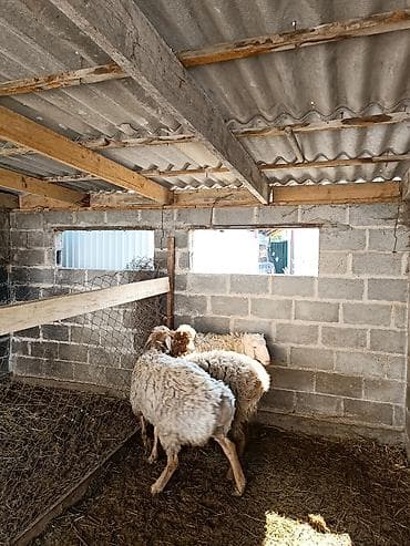 рынок собак в бишкеке: Продаю | Овца (самка) | Полукровка | Для разведения | Ярка — 4