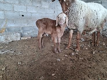 Үй жаныбарлары үчүн товарлар: Сатам | Кочкор (эркек) | Арашан | Бооз, Ургаачы — 3