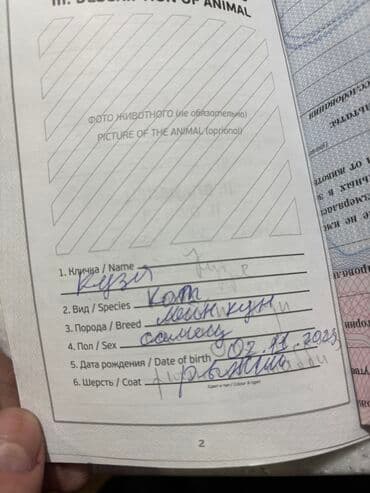 мейн кун бишкек питомник lyubushka купить котенка цена фото: Вязка: Мейн-кун, Мальчик, 2 года, С документами, С прививками, Рыжий — 2