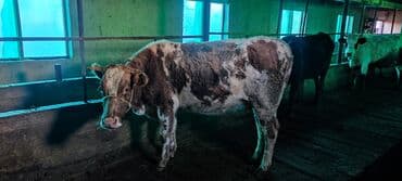 Кошки: Продаю | Корова (самка) | Для молока | Привязанные — 3