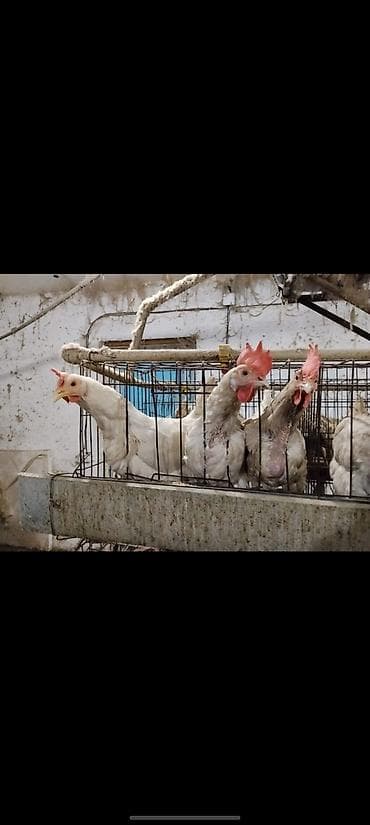 Үй жаныбарлары үчүн товарлар: Сатам | Тооктор — 2