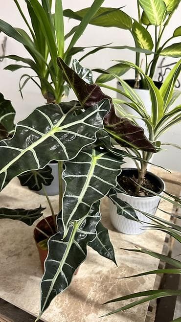 Комнатные растения: Алоказия «Полли» (Alocasia x amazonica ‘Polly’) в горшке. - — 1