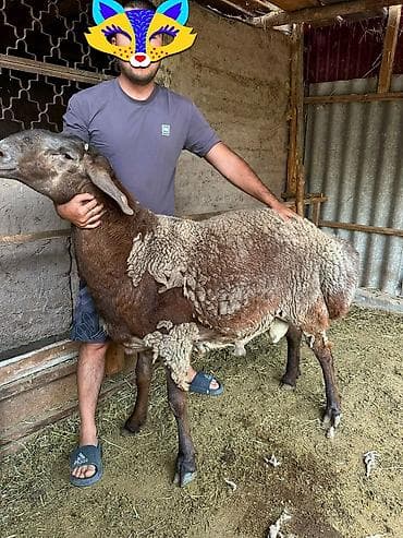 Үй жаныбарлары: Сатам | Кочкор (эркек) | Көбөйтүү үчүн | Жасалма жол менен боозутуу — 1