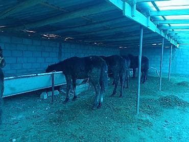 корова скот: Продаю | Жеребенок | Для разведения — 6