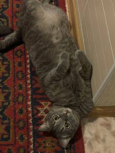 Собаки: Кошка даром: Британская короткошёрстная, 4 года, Мальчик — 3