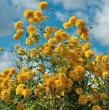 саженцы цветов: Саженцы — 5