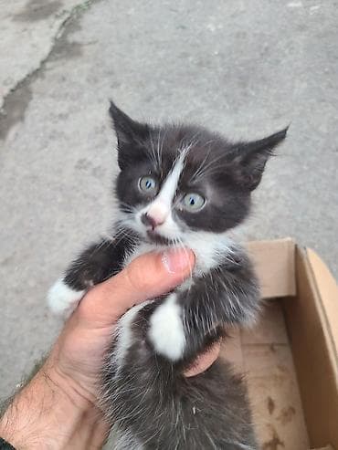 животные кот: Котята домашние, разного окраса: - черно-белый с белой «маской» и — 1