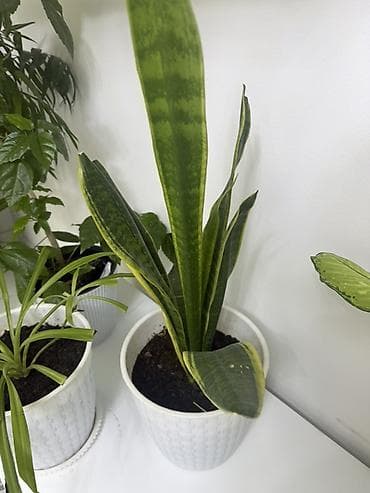 Комнатные растения в горшках (набор): 1) Сансевиерия (Sansevieria