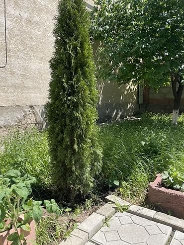 Продаётся туя, высота около 2 метров 🌲 Здоровая, густая, красивой — 4