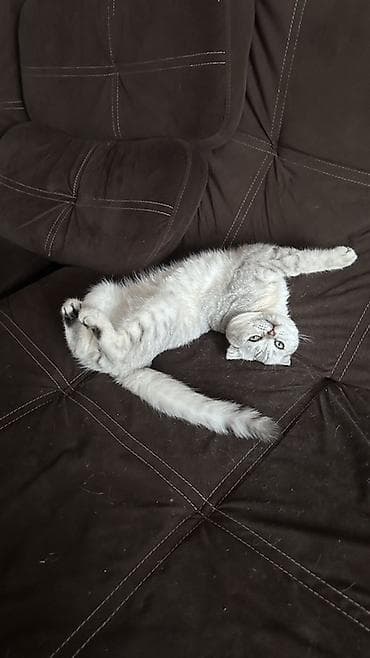 Другие животные: Продаю котенка 9 месяцев — 4