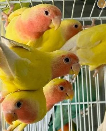 Неразлучник. Ошский рынок ул.Токтогул 259/4