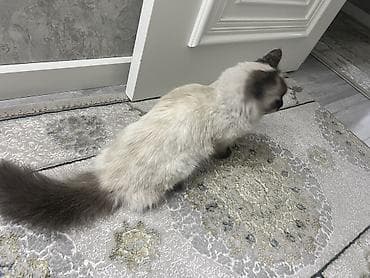 Продажа кошек: Рэгдолл, 1 год, Девочка, Биколор, Приучена к лотку — 2