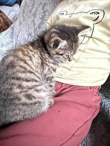 бенгал купить: 2 месяца, Девочка, Метис — 10