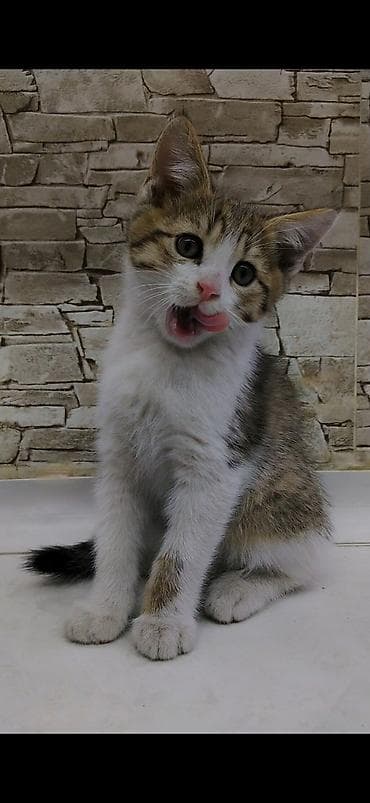 где можно взять кошку: Котёнку 2 месяца, к лотку приучен ещё с первого месяца. Кушает корм — 8