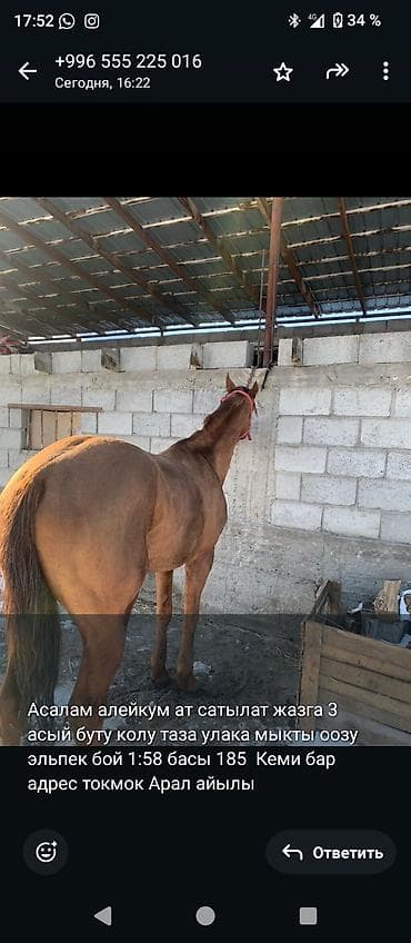 Продаю | Жеребец