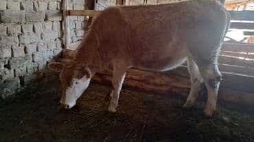 Үй жаныбарлары үчүн товарлар: Сатам | Кунаажын | Бордоп семиртүү үчүн | Байланган — 2