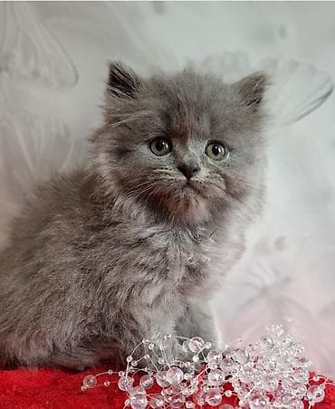 cat litter: Скотиш Страйт (Шотландская прямоухая), 2 месяца, Мальчик, Голубой, Приучена к лотку, Проглистована — 8