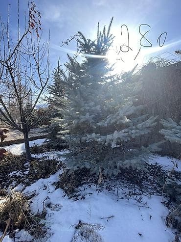 кант бетон: Саженцы деревьев: Ели — 2