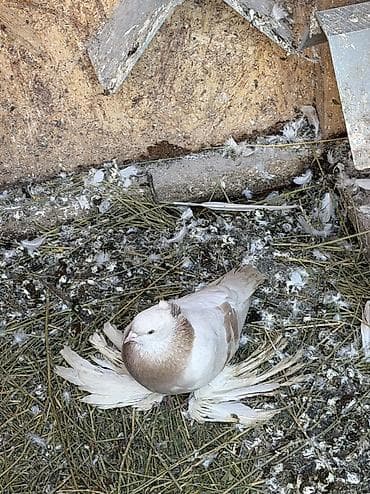 попугай кара балта: Продаются тасманы с греблей, не гоняем, но голуби игровые, есть и — 3