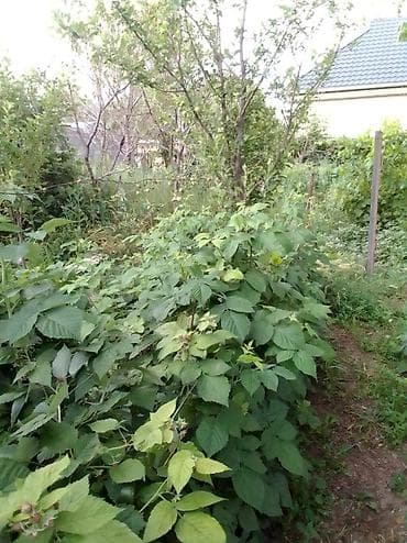 новые дома: Продам дом! г.Кемин (Быстровка) 70 кв.м. 9 соток. Есть гараж, сарай — 9