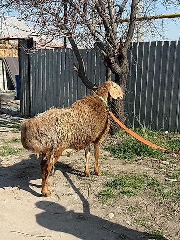 3d сетка: Продаю | Баран (самец) | Арашан | Для разведения — 9