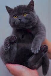 дом для животных: Продается шикарная шотландская прямоухая девочка! Очень ласковая — 1