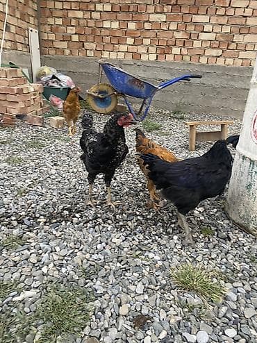 домашний кур: Продаю | Куры | Домашняя | Несушки — 2
