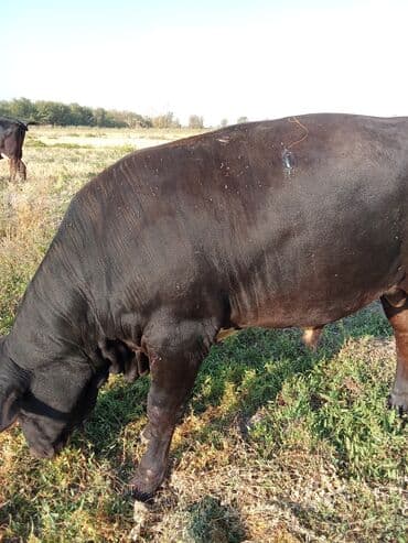 продаю музоо торпок корова самка бык самец айрширская ангус алатауская на забой для разведения на откорм племенные нетель привязанные: Сатам | Бука (эркек) | Ангус | Көбөйтүү үчүн | Асыл тукумдуу — 7