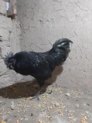 продажа щенков немецкой овчарки с документами в бишкеке: Ухейлу чистый петушок маладой толка начил пет 1ш прашу 2000сом — 1