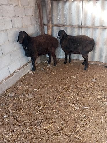 продаю овца: Продаю | Овца (самка) | Для разведения — 1