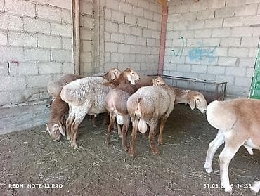 попугай волнистик: Продаю | Баран (самец) | Для разведения — 5