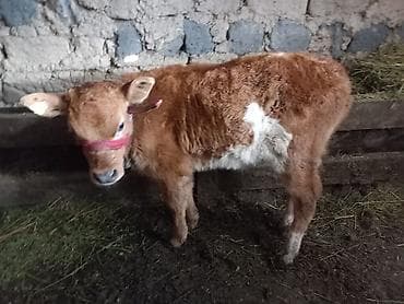 корова самка: Продаю | Корова (самка), Музоо, торпок | Алатауская | Для молока | После отела, Привязанные — 3